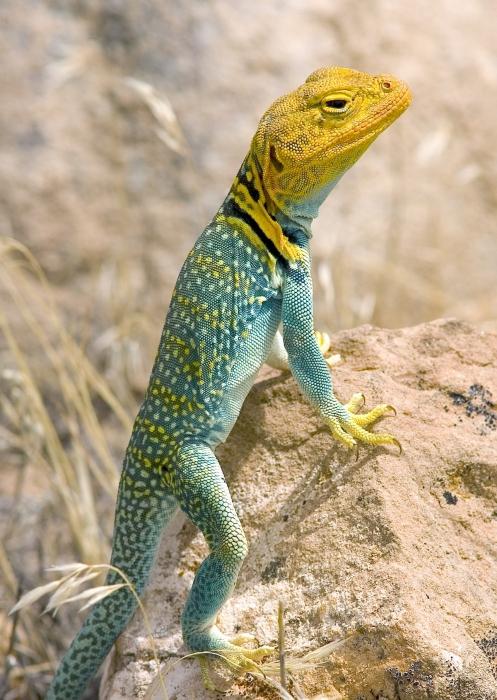 O que o lagarto come e como mantê-lo em casa?