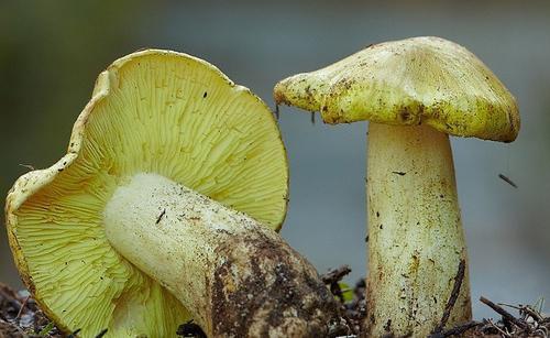 Cogumelos verdes: descrição, distribuição, características culinárias