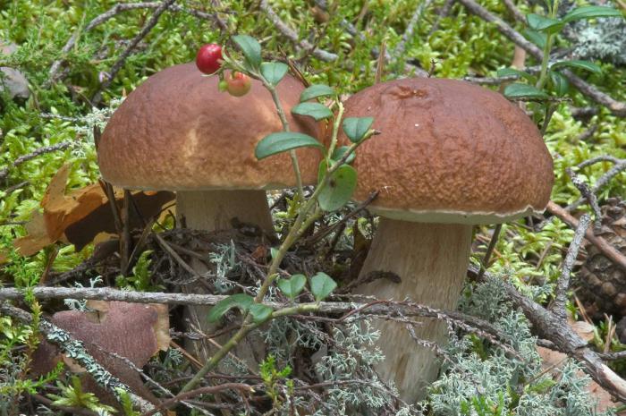 Lugares de cogumelos na região de Tula. Descrição dos cogumelos - foto