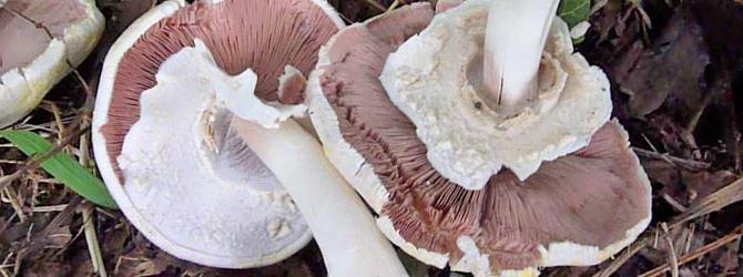 Como distinguir champignons do lixo em recursos externos