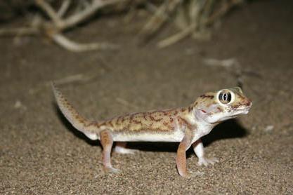 Que animais são encontrados na zona subtropical úmida? Vamos descobrir!