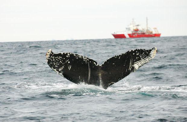 dia mundial de proteção de mamíferos marinhos dia de baleia