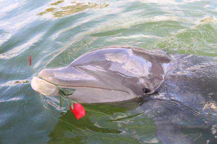 Quando celebram o Dia mundial dos golfinhos e das baleias?