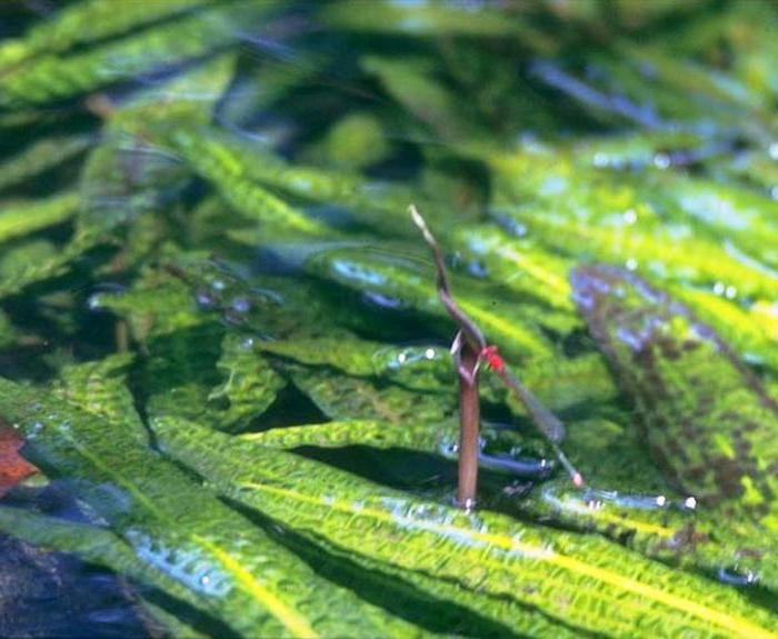 origem aponogetonolética cryptocoryne 