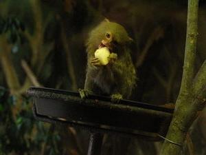 Anão dos macacos: pouco sobre o modo de vida na natureza e no cativeiro