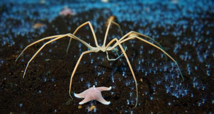 estrela do mar e aranha