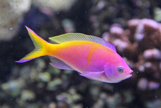 variedades de peixe vermelho