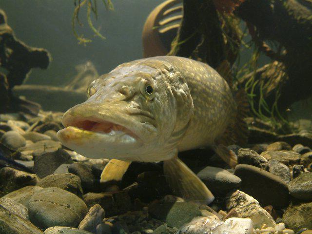 espécies de peixes marinhos