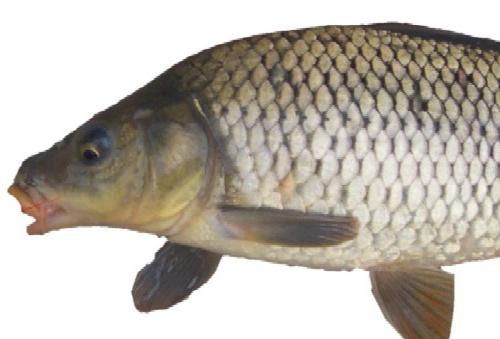 Hábitos e características da carpa de peixe