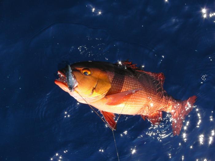 Peixe perch (foto). O peixe do rio é perca. Lubina