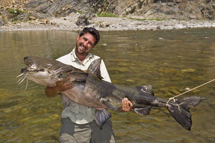 descrição de peixe