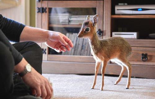 O antílope mais pequeno do mundo. Antelope Wild Dick: descrição, foto