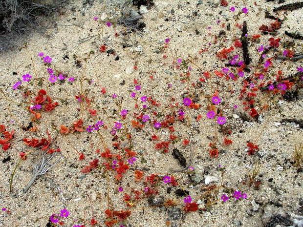 As flores mais bonitas do deserto