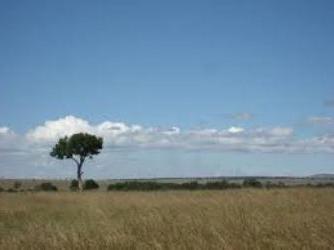 Savana e bosques da Eurásia, África, América do Norte e do Sul