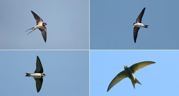 A semelhança de andorinhas e swifts