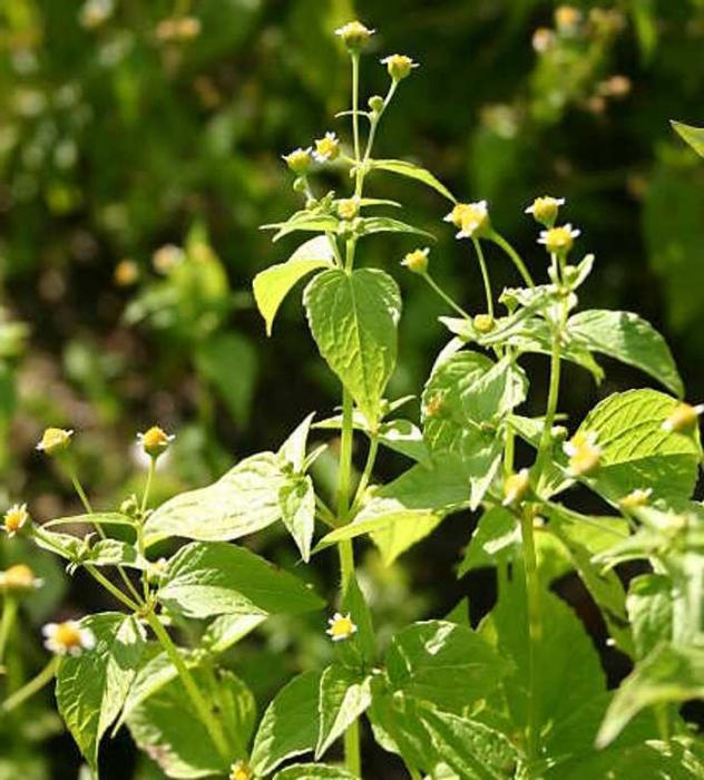 Grama americana - erva medicinais