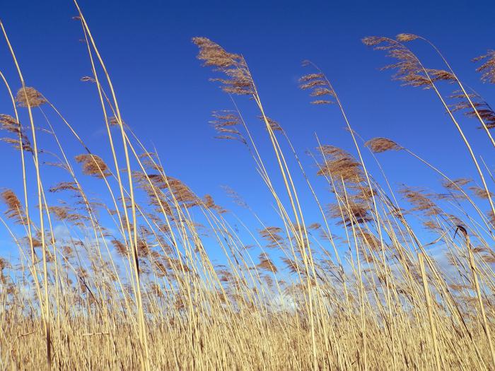 Reed ordinário: descrição, aplicação, foto