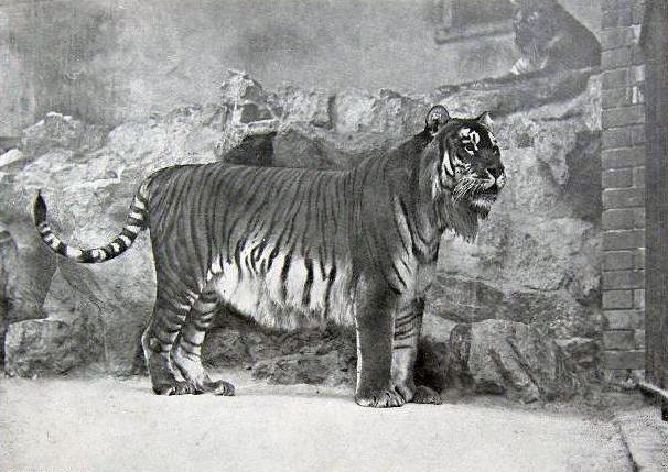 Tigre de turan no Paquistão 