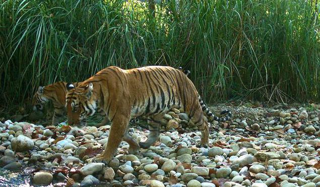  O tigre de Turanian é alistado no livro vermelho 