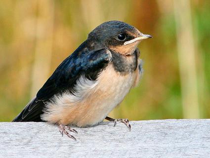 Qual é a semelhança entre swallow e swift?