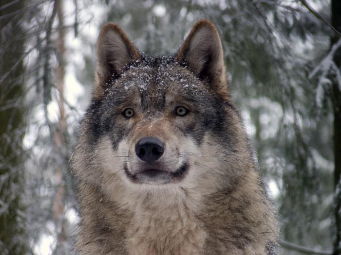 Lobo loiro ... Vale a pena ter medo?