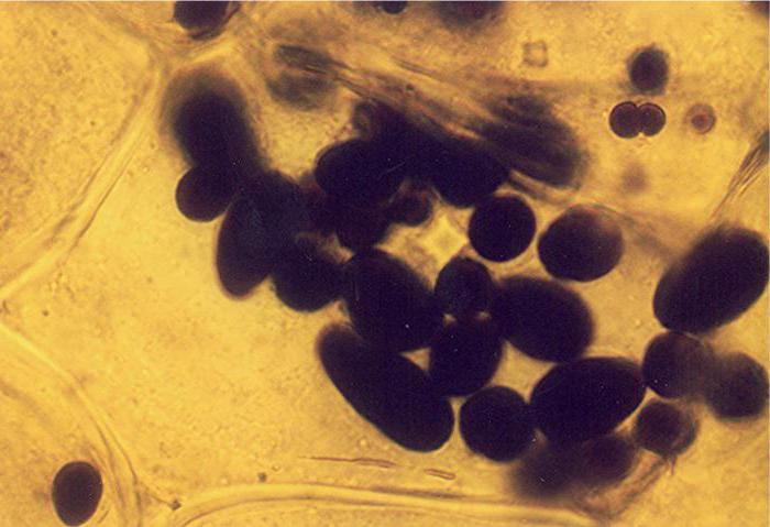 Função dos leucoplastos. Características da estrutura dos leucoplastos