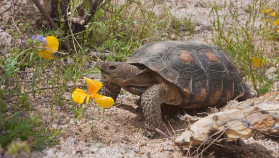 Quais animais primeiro voaram pela lua, ou a história de crianças corajosas