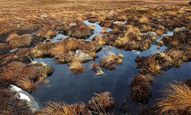 musgo de turfa é chamado sphagnum