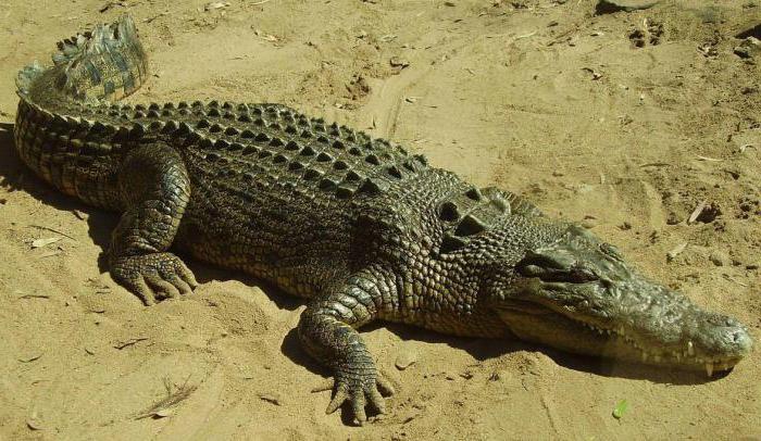 crocodilo rasga o valor da fraseologia 