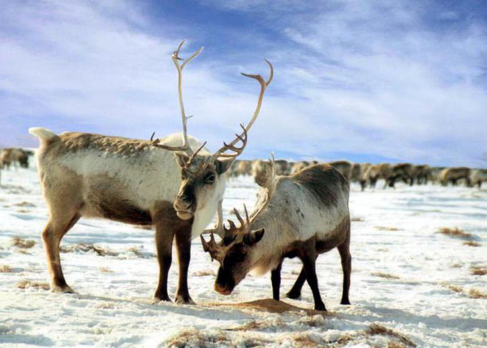 Lesothundra: solo e clima. Características da zona floresta-tundra