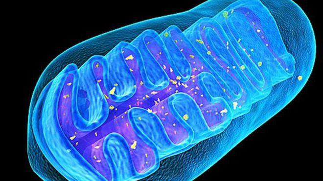 A biologia molecular é uma ciência que estuda o papel das mitocôndrias no metabolismo