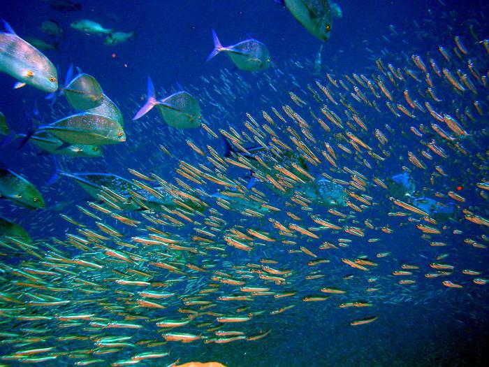 A ciência do peixe - ictiologia