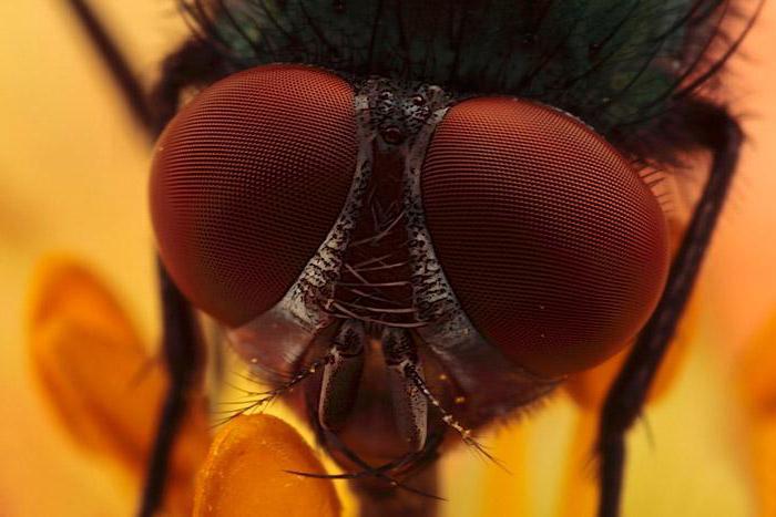 O mundo que nos rodeia. Inseto de cinco olhos