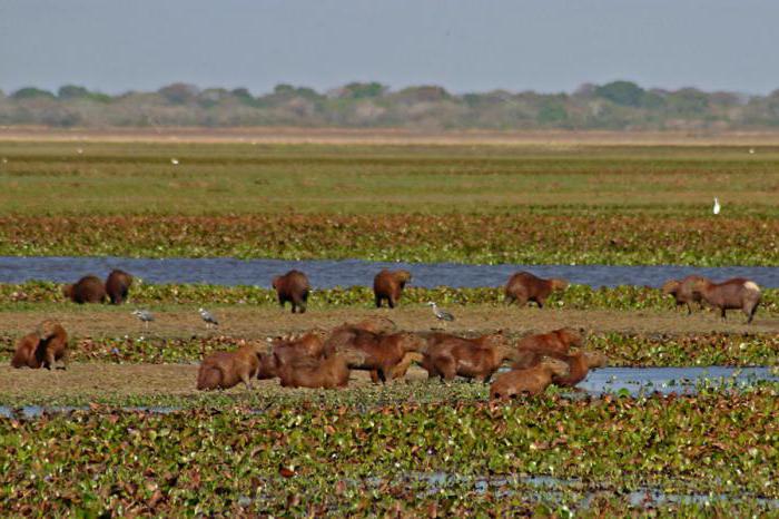 Orenoco Lowland, América do Sul: característica, foto