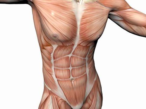 Músculo abdominal transverso e outros músculos abdominais
