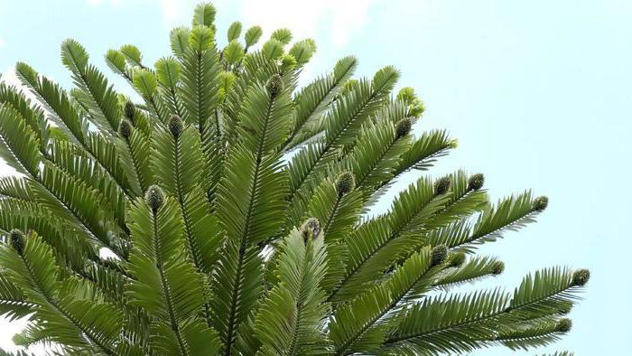 Plantas do departamento 