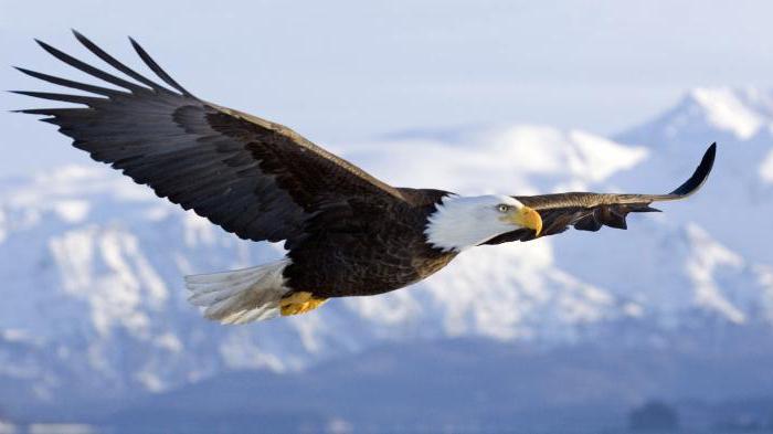 Coração em aves: estrutura e características do sistema circulatório