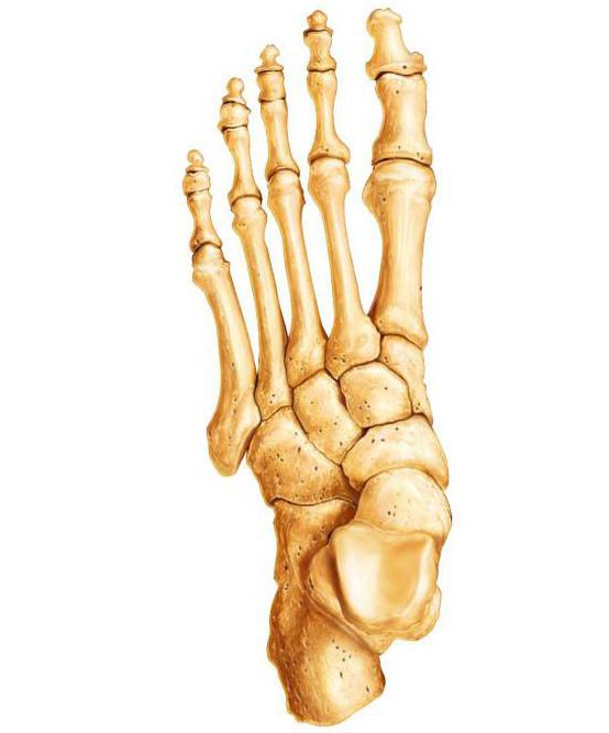 Tipos de ossos: forma, tamanho, natureza das articulações