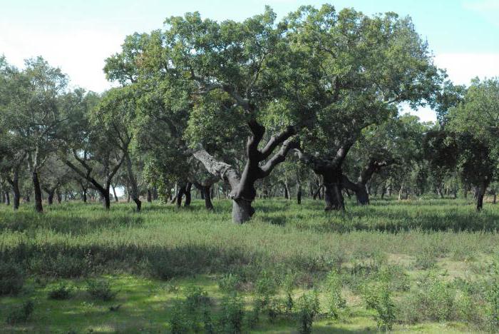 Floresta e arbustos de folhas duras e verdes: geografia, flora e fauna