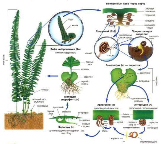 Ciclo de vida das plantas: descrição, etapas, esquemas e características