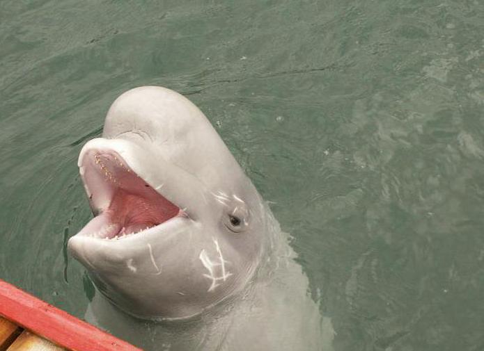 Grandes atrações Dolphinarium Utrish