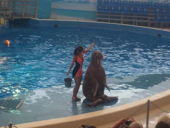 anapa dolphinarium nemo