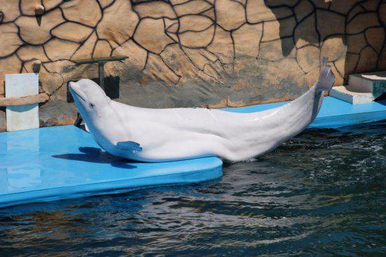 anapa dolphinarium na avenida pioneira