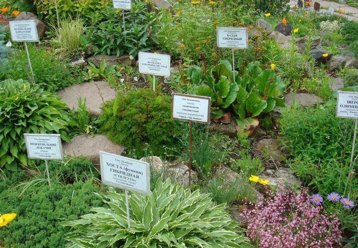 Jardim Botânico Kirov - melhor lugar para a solidão com a natureza