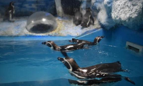 Penguinarium em Dzhubga vale a pena visitar!