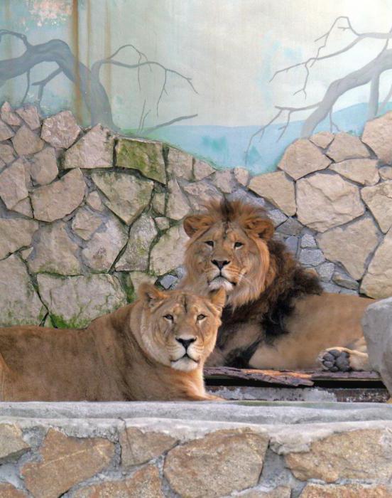 Zoo em Ekaterimburgo é um lugar interessante para visitar crianças