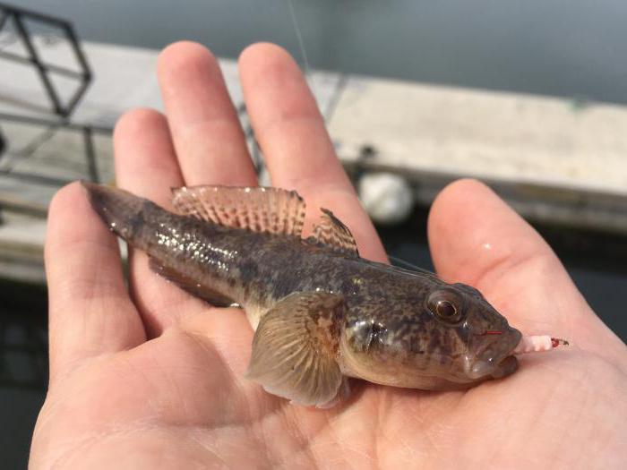 Como posso pegar um peixe sem uma cana de pesca? Vários métodos comprovados