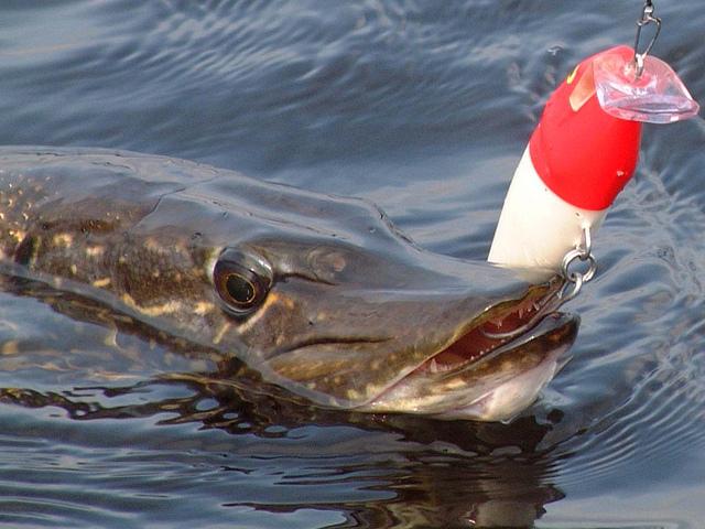 A pesca de pikes em canecas é emocionante e emocionante