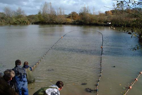 Pegando carpa de prata no outono: tackle e isca