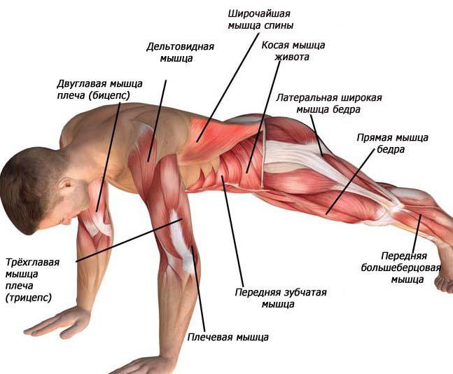 exercite alpinista em que grupos musculares